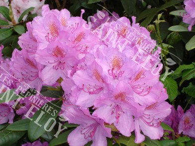 Rhododendron Mauve